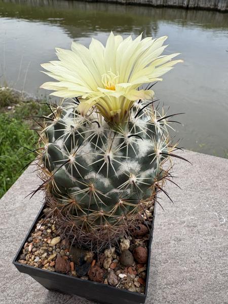Coryphantha palmeri